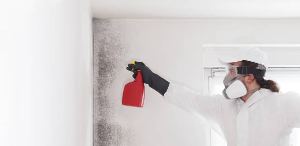 Mold Testing and Removal in Altoona, IA